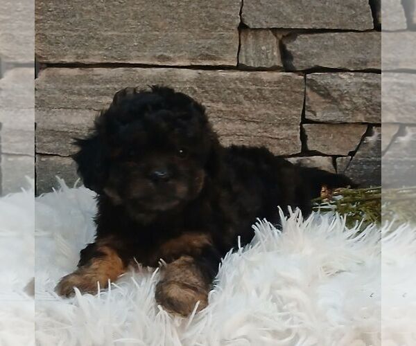 Medium Photo #2 Shih-Poo Puppy For Sale in GORDONVILLE, PA, USA