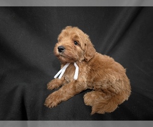 Goldendoodle Puppy for sale in DUBLIN, TX, USA