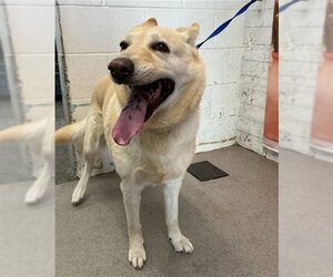 Labrador Retriever-Unknown Mix Dogs for adoption in San Bernardino, CA, USA