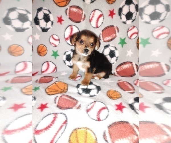 Medium Photo #5 YorkiePoo Puppy For Sale in LAPEER, MI, USA