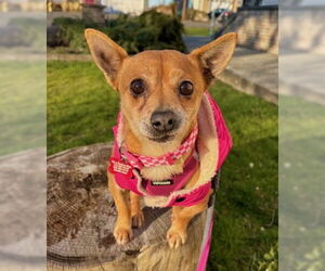 Chihuahua-Unknown Mix Dogs for adoption in Bellevue, WA, USA