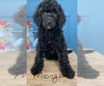 Small Photo #7 Poodle (Standard) Puppy For Sale in WICHITA FALLS, TX, USA