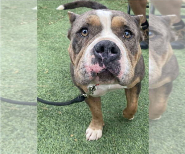 Medium Photo #2 American Pit Bull Terrier-Unknown Mix Puppy For Sale in Lakewood, CO, USA