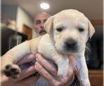 Small Photo #31 Labrador Retriever Puppy For Sale in HIGH POINT, NC, USA