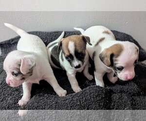 Chihuahua Litter for sale in WILDWOOD, NJ, USA