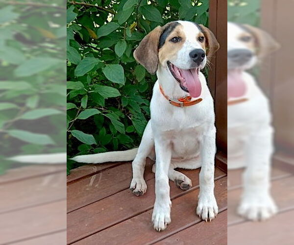 Medium Photo #4 Labrador Retriever-Unknown Mix Puppy For Sale in Mount Airy, NC, USA
