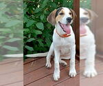Small #3 Labrador Retriever Mix