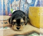 Small #11 Morkie