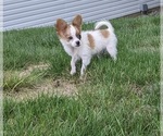 Small Photo #2 Papillon Puppy For Sale in MILLERSBURG, OH, USA