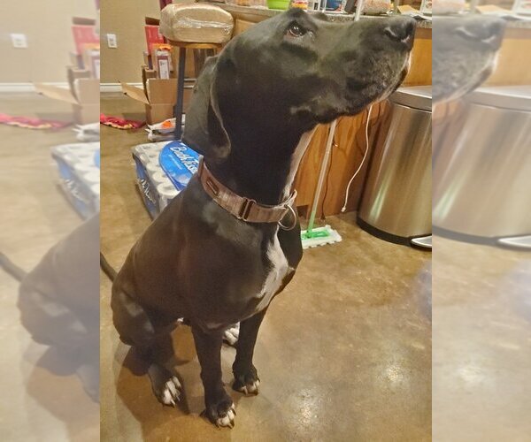 Medium Photo #1 Great Dane-Labrador Retriever Mix Puppy For Sale in Bullard, TX, USA