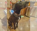 Small Photo #1 Great Dane-Labrador Retriever Mix Puppy For Sale in Bullard, TX, USA