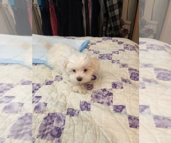 Medium Photo #2 Maltese Puppy For Sale in LAKE STEVENS, WA, USA