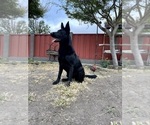 Small #74 German Shepherd Dog