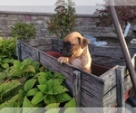 Puppy 3 Boxer
