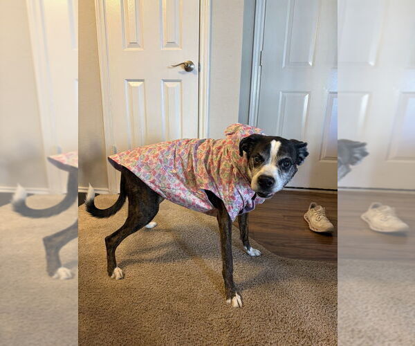 Medium Photo #8 Boxer Puppy For Sale in Austin, TX, USA