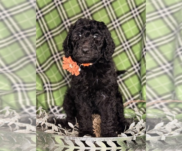 Medium Photo #2 Labradoodle mix (+ Poodle Standard) Puppy For Sale in MOKELUMNE HILL, CA, USA