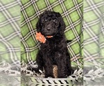 Small #1 Labradoodle mix (+ Poodle Standard)