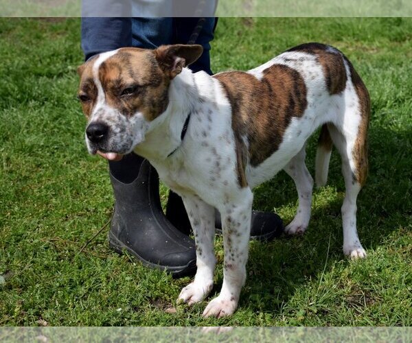 Medium Photo #2 Mutt Puppy For Sale in Anniston, AL, USA