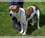Small #1 Mutt