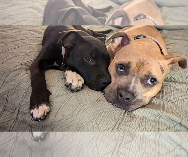 Medium Photo #7 American Pit Bull Terrier-Unknown Mix Puppy For Sale in Germantown, OH, USA