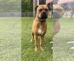 Small #5 Boxer