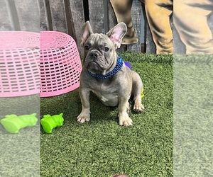 French Bulldog Litter for sale in GOODLETTSVILLE, TN, USA