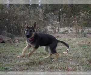 German Shepherd Dog Puppy for sale in SANTEE, SC, USA