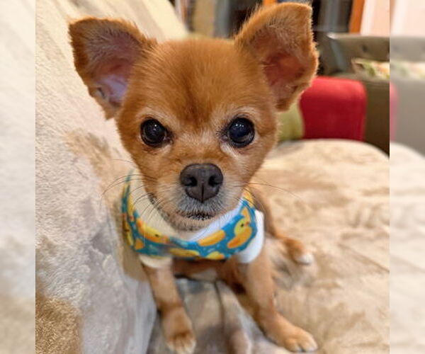 Medium Photo #6 Pomeranian-Unknown Mix Puppy For Sale in Arlington, VA, USA