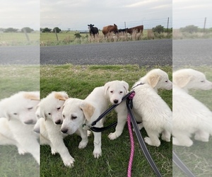 Australian Shepherd-Great Pyrenees Mix Puppy for sale in HUTTO, TX, USA