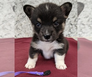 Pembroke Welsh Corgi Puppy for sale in LUFKIN, TX, USA