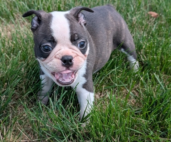 Medium Photo #26 Faux Frenchbo Bulldog Puppy For Sale in GOSHEN, IN, USA