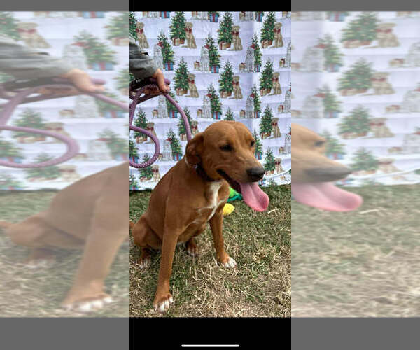 Medium Photo #2 Mutt Puppy For Sale in Abbeville, LA, USA