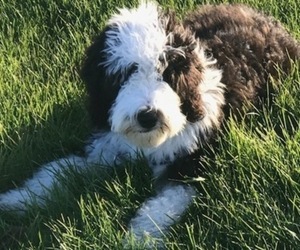 Mother of the Sheepadoodle puppies born on 12/02/2023