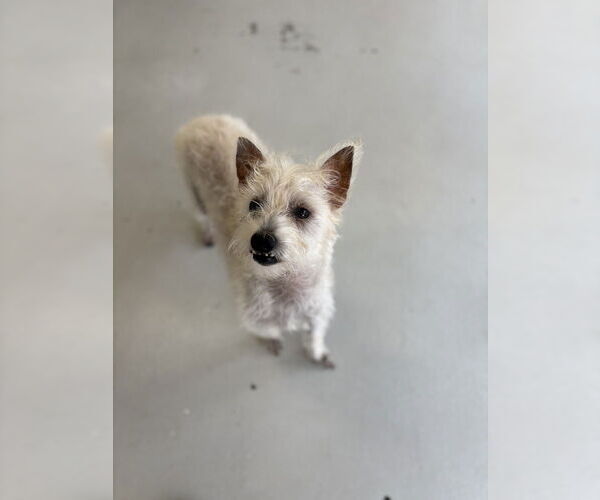 Medium Photo #7 Mutt Puppy For Sale in Studio City, CA, USA