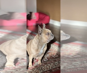 Father of the French Bulldog puppies born on 05/02/2025
