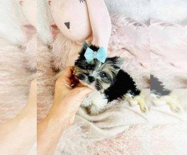 Medium Photo #17 Morkie Puppy For Sale in TAMPA, FL, USA