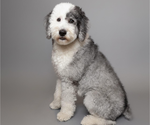 Small Photo #1 Golden Retriever-Sheepadoodle Mix Puppy For Sale in LA MESA, CA, USA