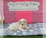Acorn - Male Cavachon Puppy for Sale - Photo #3