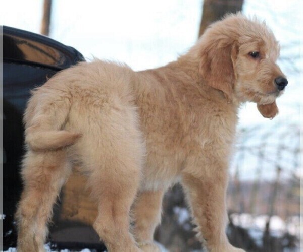 Medium Photo #6 Goldendoodle Puppy For Sale in STANLEY, WI, USA