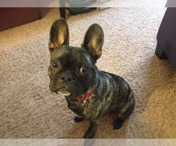 Medium Photo #1 Frenchie Pug Puppy For Sale in Holland, MI, USA