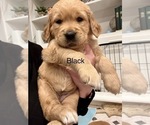 Small Photo #27 Golden Retriever Puppy For Sale in GRAND RAPIDS, MI, USA