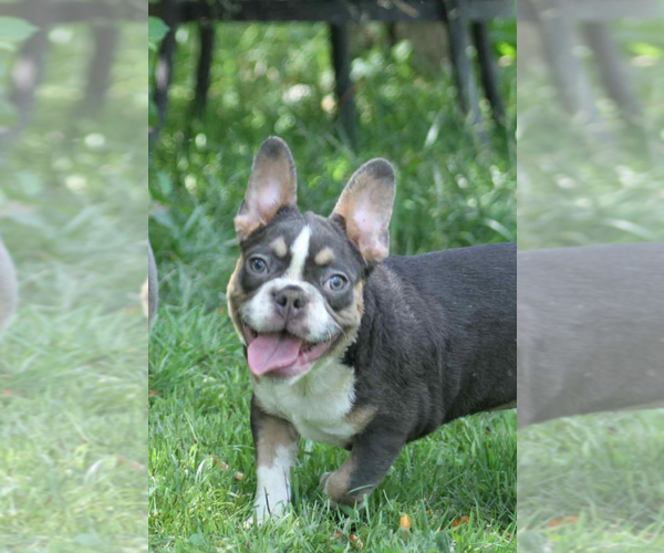 Medium Photo #3 French Bulldog Puppy For Sale in LANCASTER, KY, USA