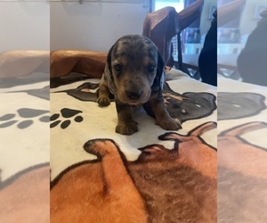 Dachshund Puppy for sale in MONONA, IA, USA