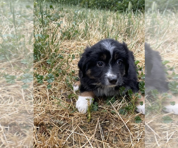 Medium Photo #6 Miniature Australian Shepherd Puppy For Sale in VACAVILLE, CA, USA