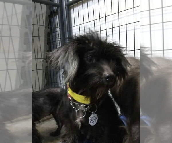 Medium Photo #5 Chihuahua-Unknown Mix Puppy For Sale in Foristell, MO, USA