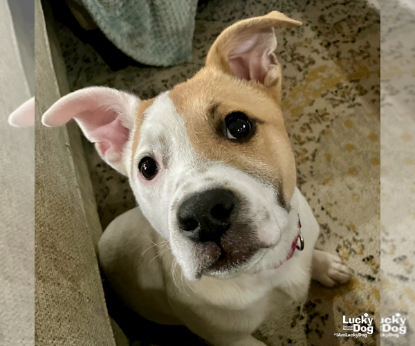 Medium Photo #9 Retriever -Unknown Mix Puppy For Sale in Washington, DC, USA