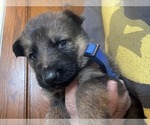 Small #1 German Shepherd Dog