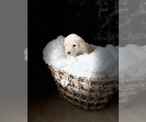 Full screen Photo #3 Labradoodle-Poodle (Standard) Mix Puppy For Sale in WILMINGTON, OH, USA
