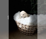 Small Photo #3 Labradoodle-Poodle (Standard) Mix Puppy For Sale in WILMINGTON, OH, USA