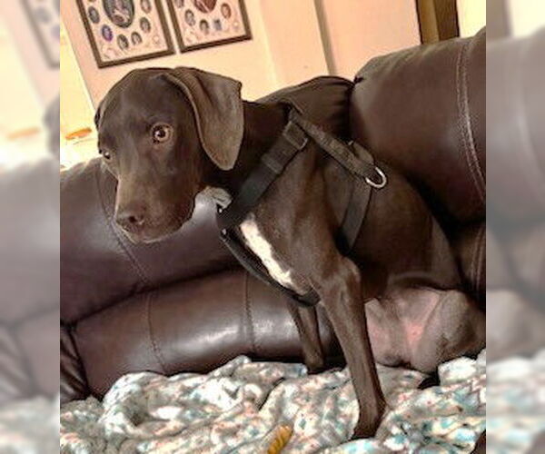 Medium Photo #9 Mutt Puppy For Sale in Boonton, NJ, USA